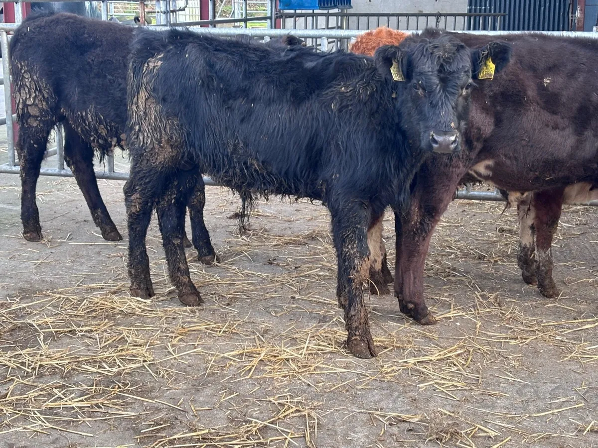 6 bull Weanlings for sale - Image 2