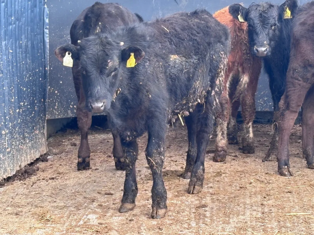6 bull Weanlings for sale - Image 4