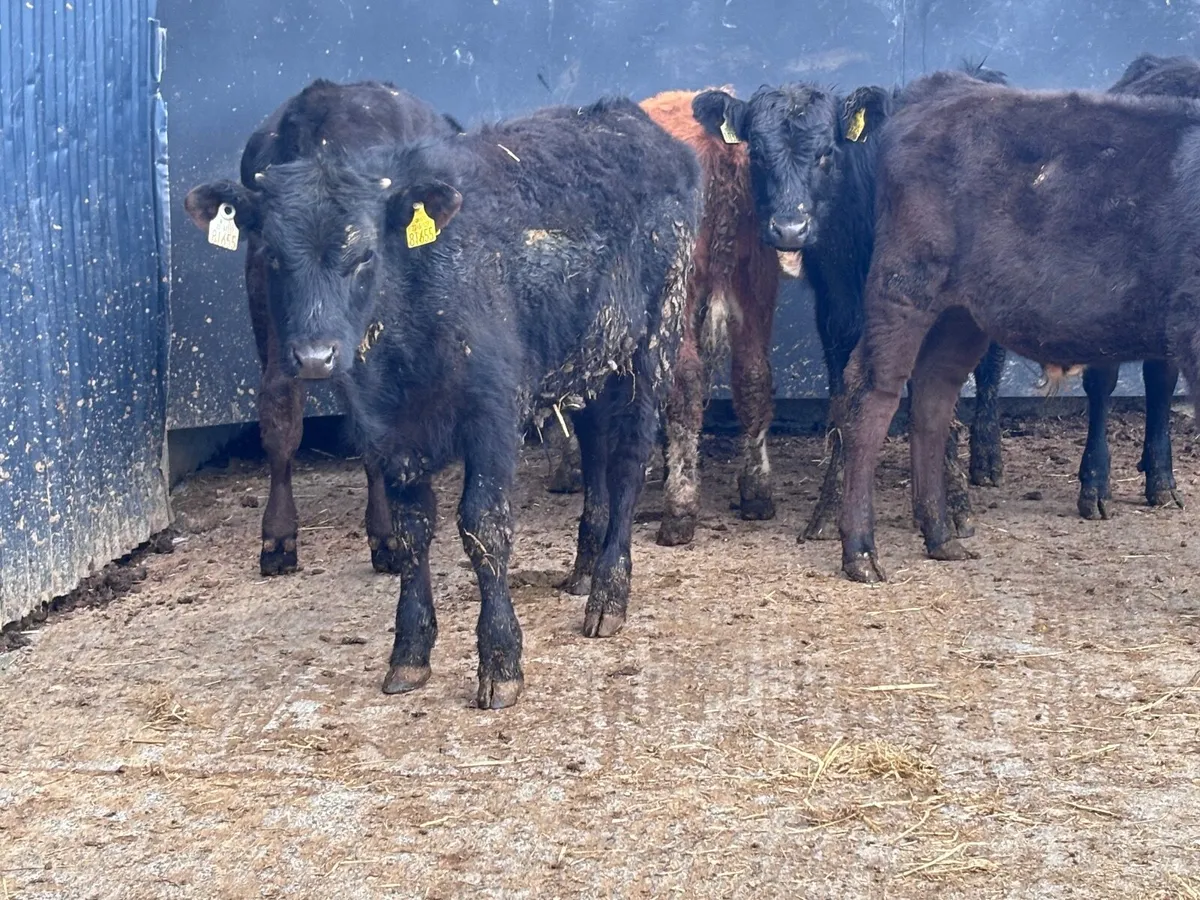 6 bull Weanlings for sale - Image 3