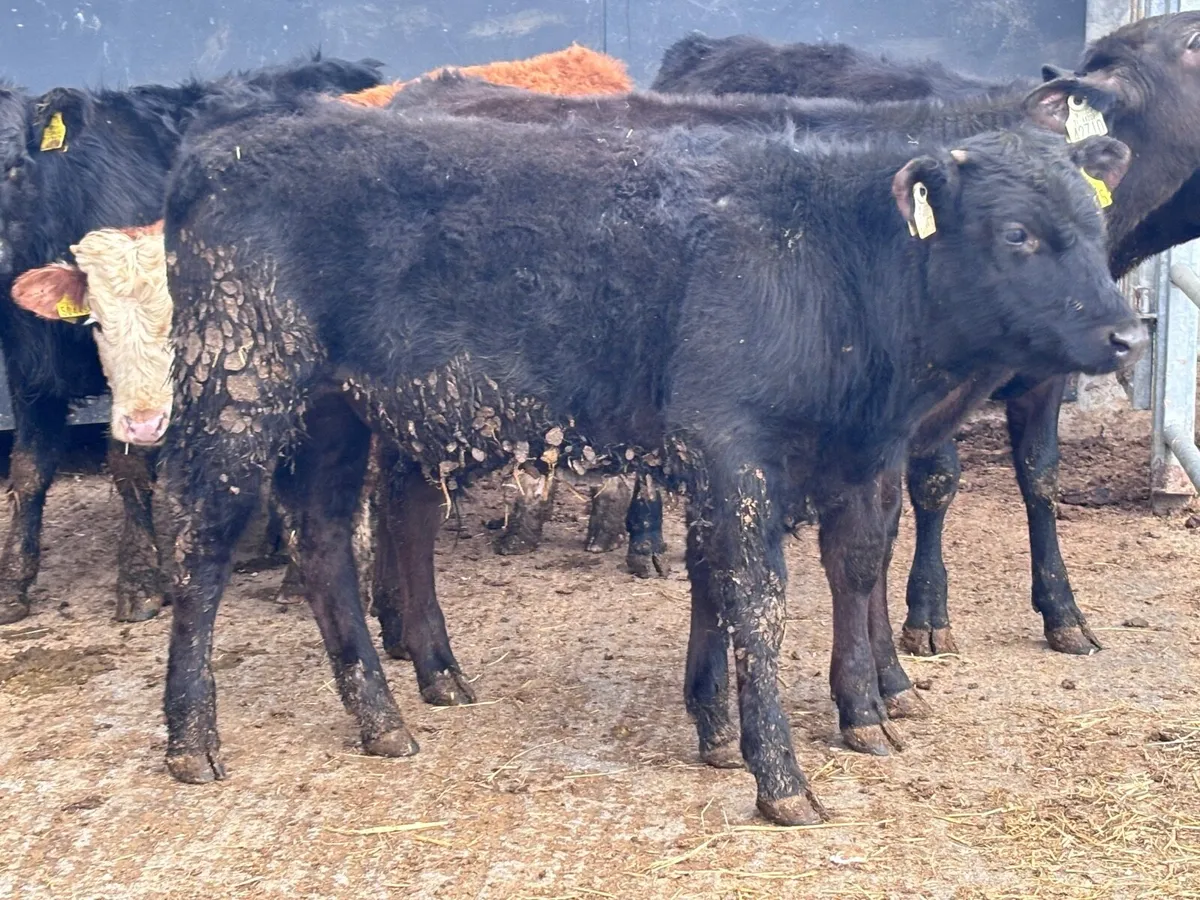 6 bull Weanlings for sale - Image 1