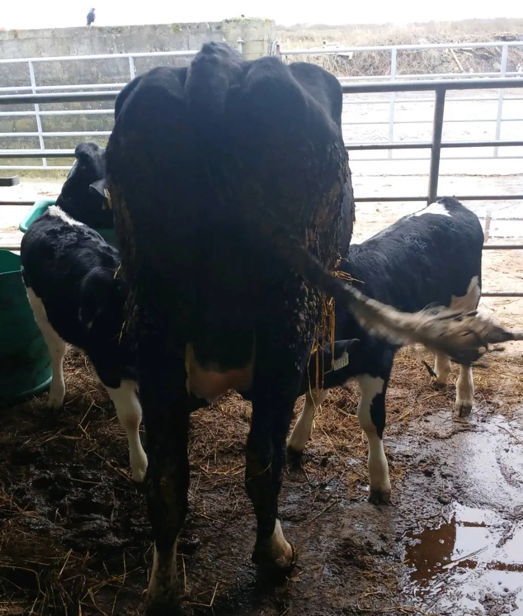 Cow with calves - Image 1
