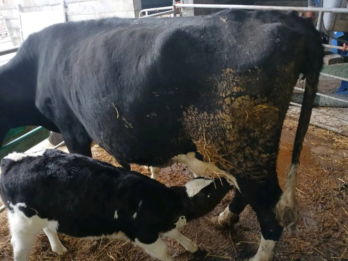 Cow with calves - Image 2