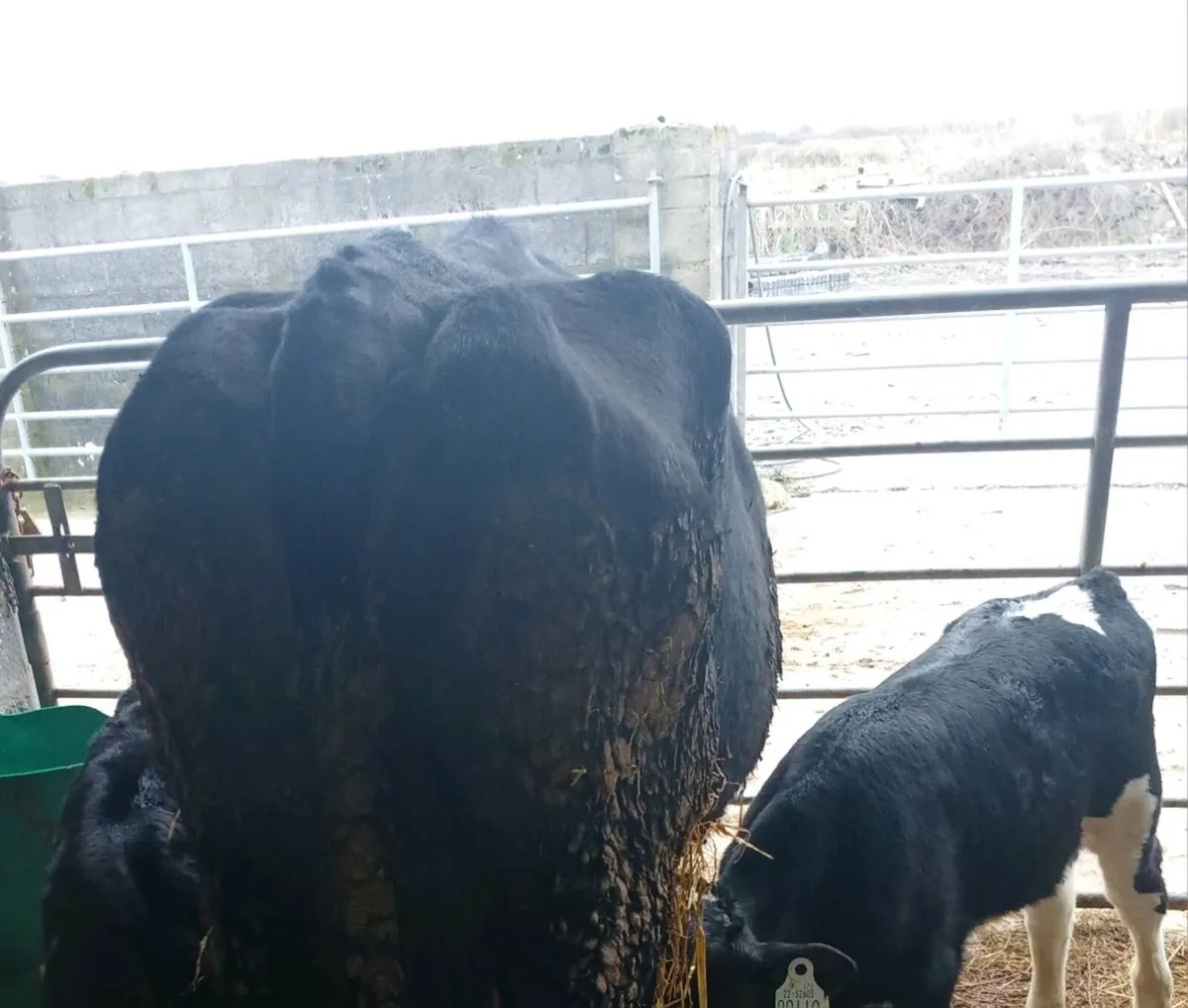 Cow with calves - Image 4