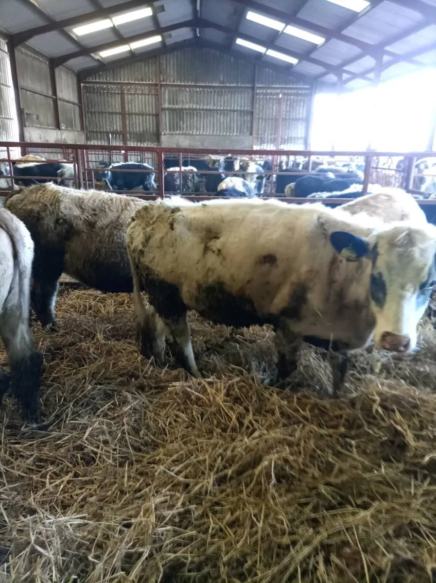 Continental grass heifers - Image 3