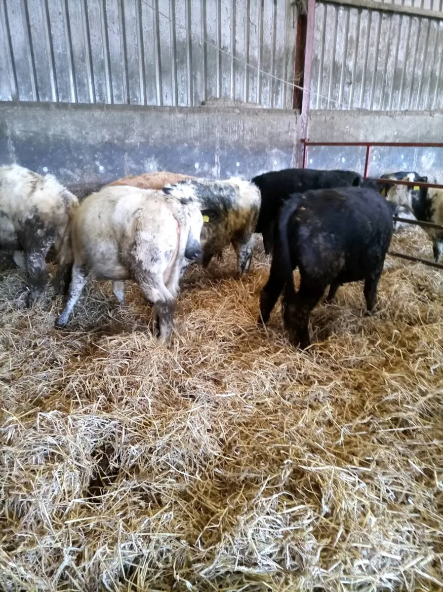 Continental grass heifers - Image 4