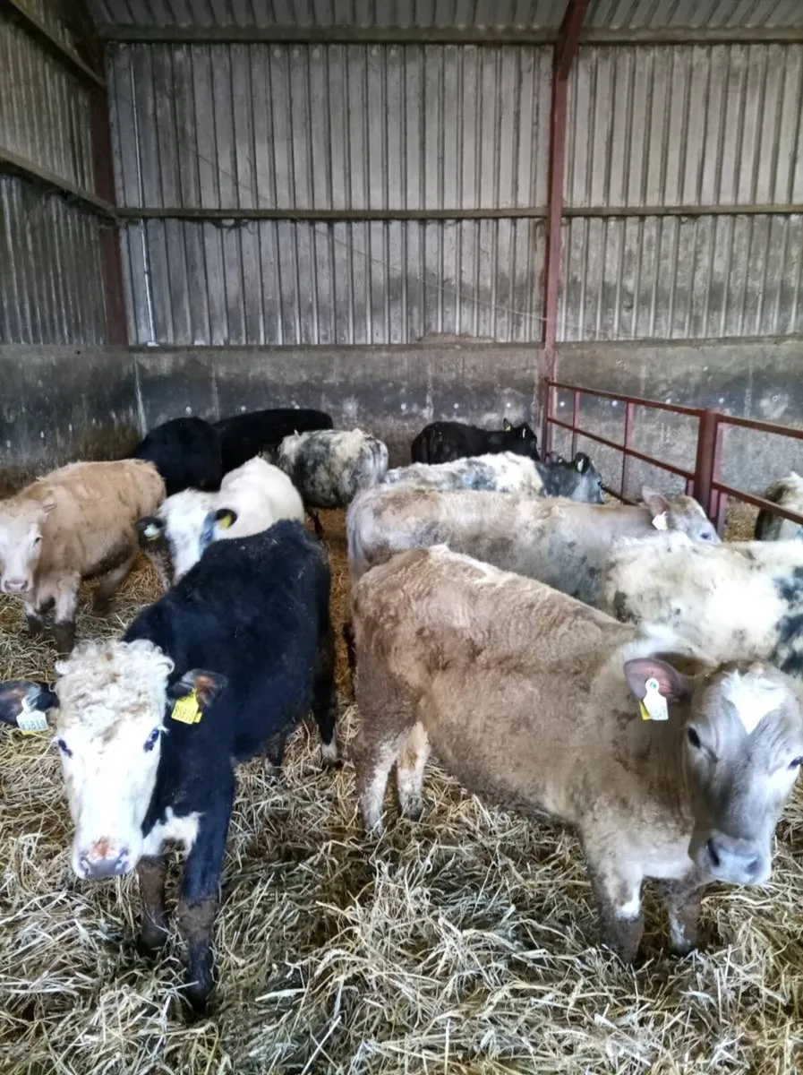 Continental grass heifers - Image 2