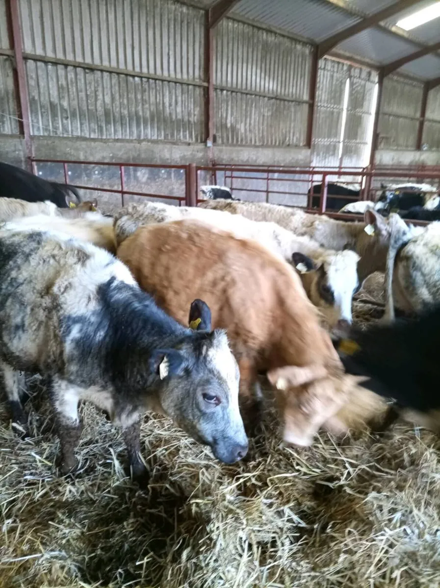 Continental grass heifers - Image 1