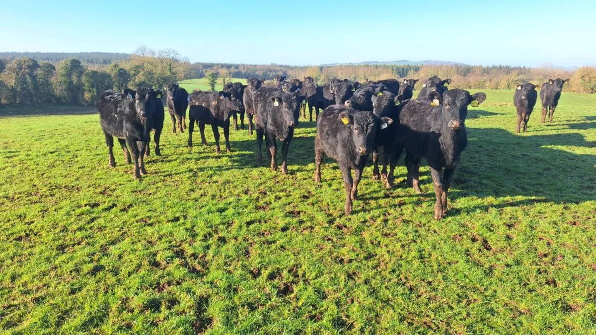 Angus Heifers - Image 1