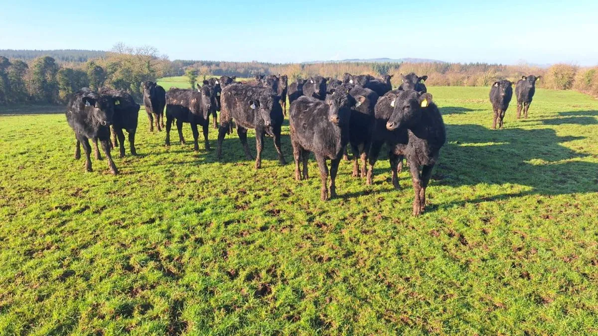 Angus Heifers - Image 2