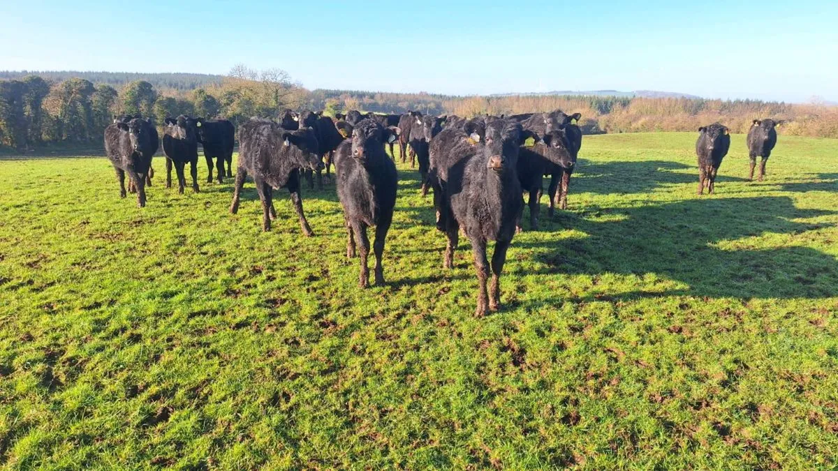 Angus Heifers - Image 3