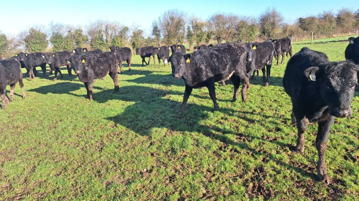 Angus Heifers - Image 4