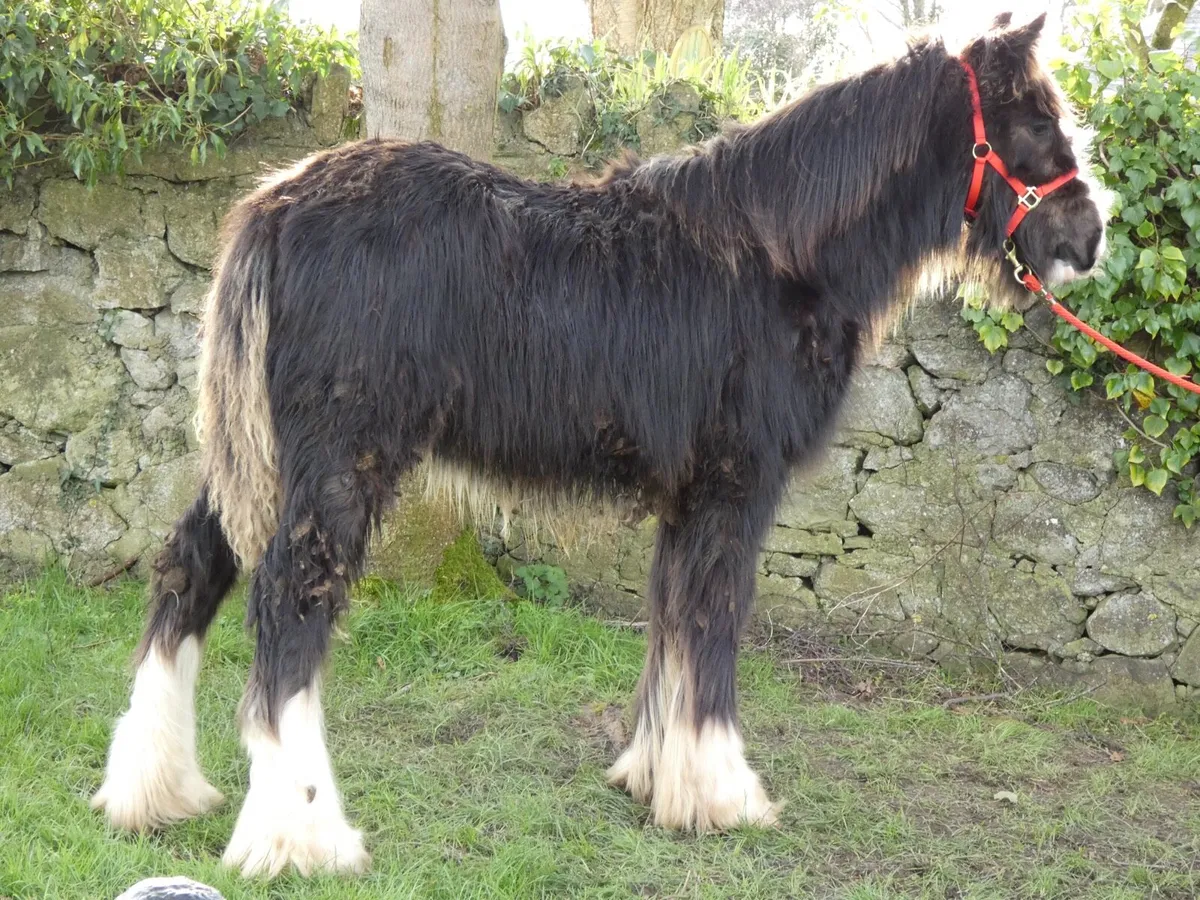 Top class colt for sale - Image 1