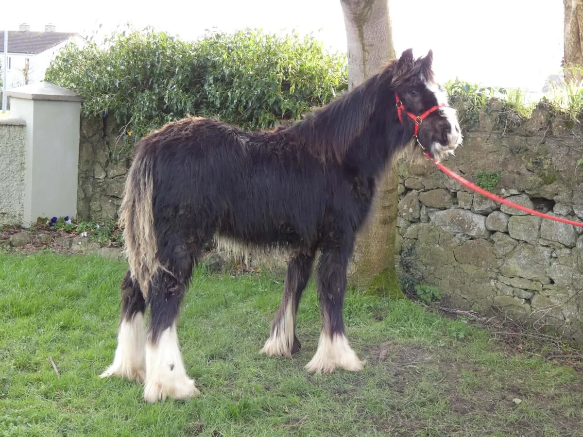 Top class colt for sale - Image 2