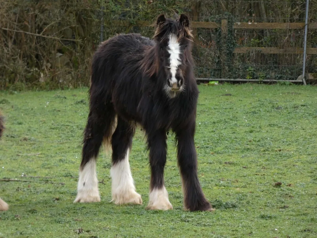 Top class colt for sale - Image 3