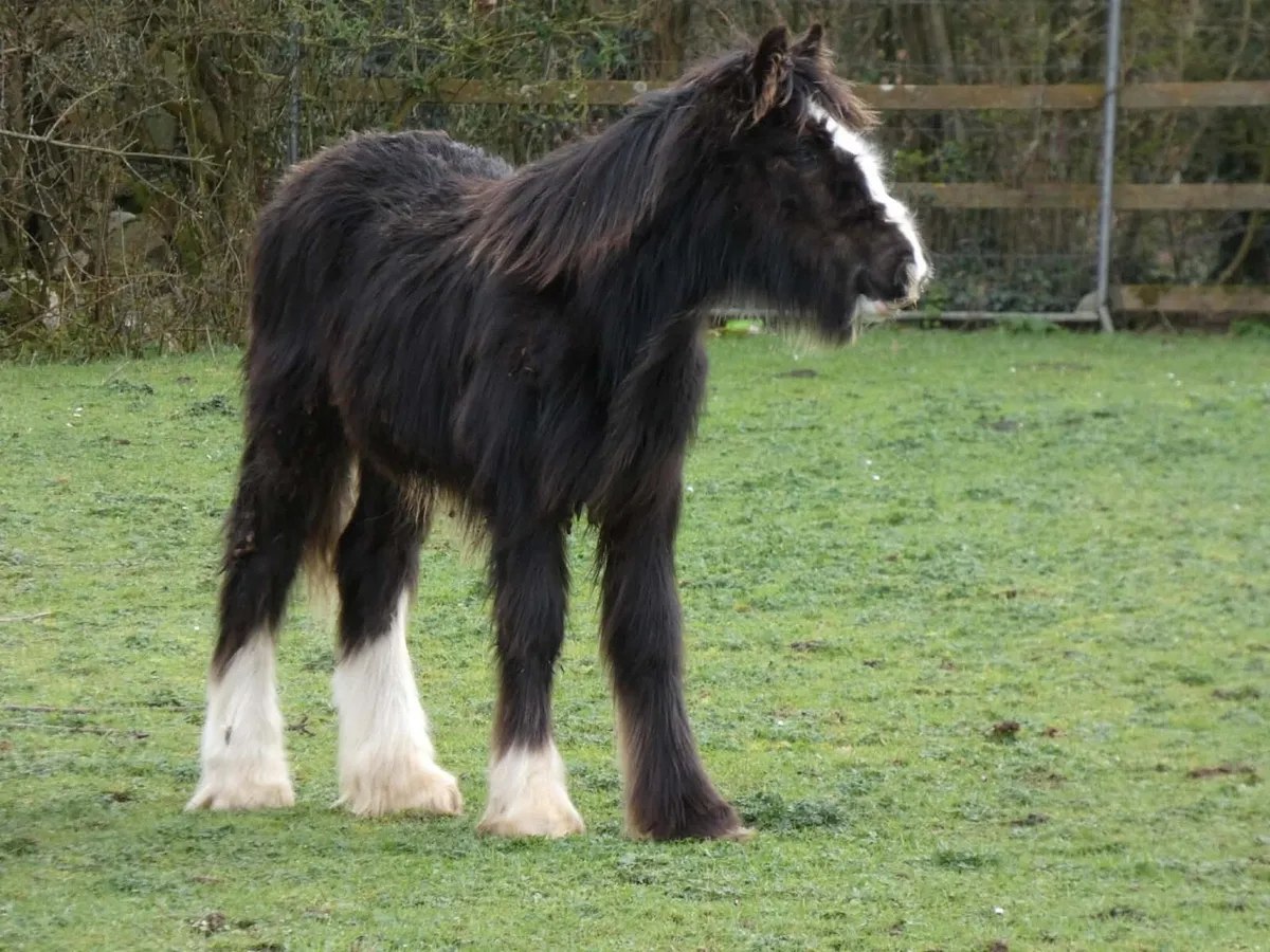 Top class colt for sale - Image 4