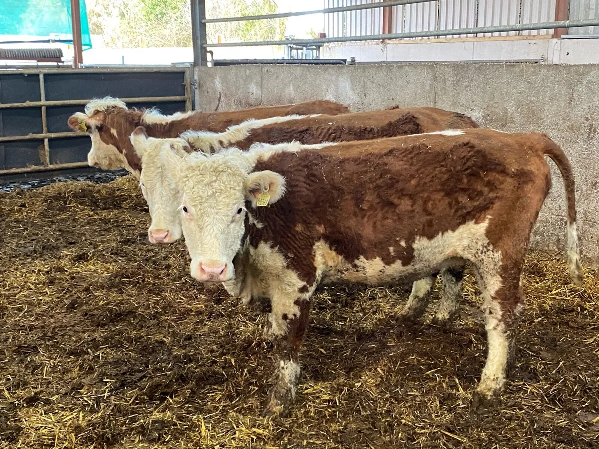 3 PBNR Red Whitehead Hefs 375kg - Image 1