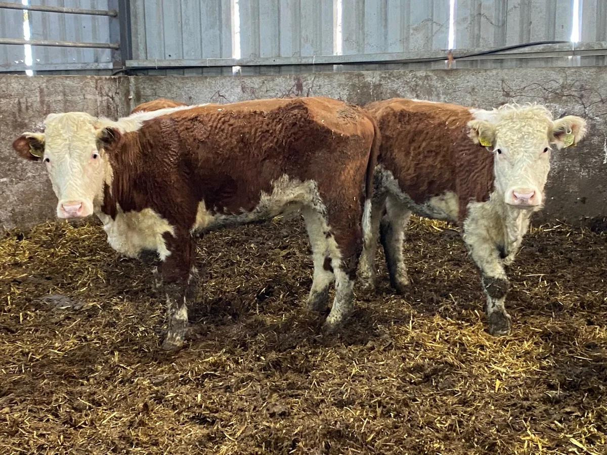 3 PBNR Red Whitehead Hefs 375kg - Image 3