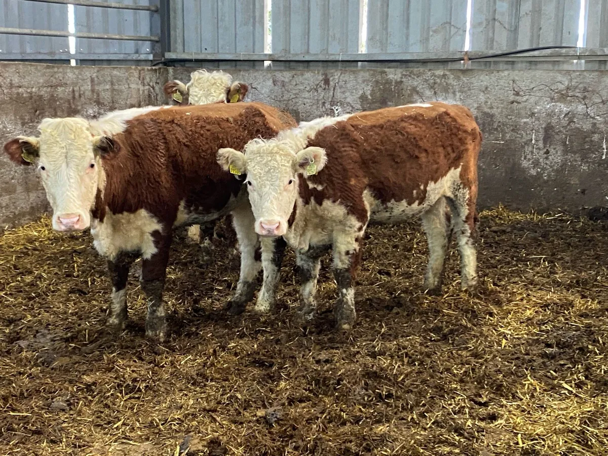 3 PBNR Red Whitehead Hefs 375kg - Image 2