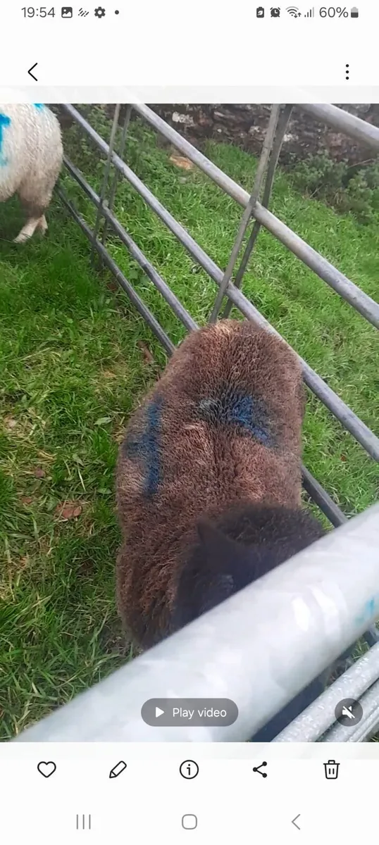 Good 2 year old and one 4 year old ewe for sale - Image 3