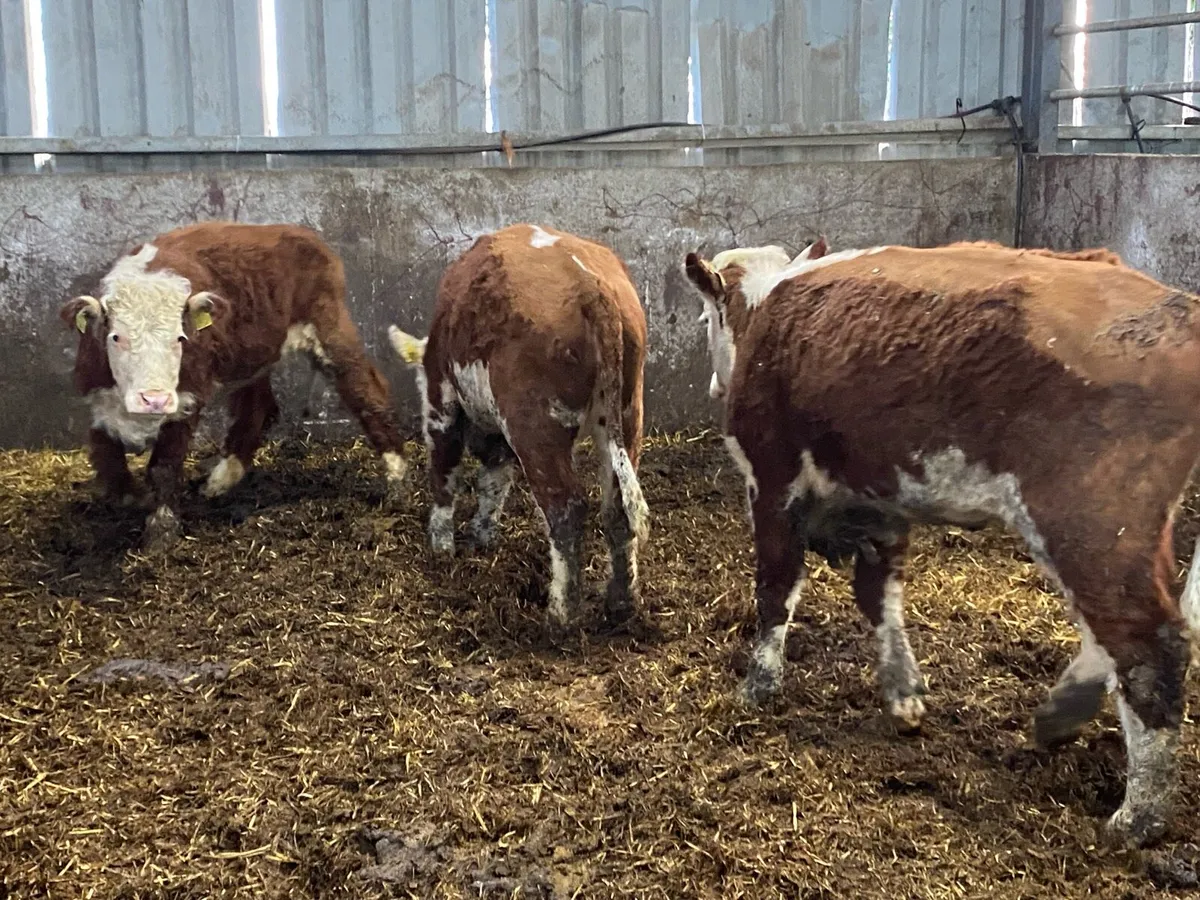 3 PBNR Red Whitehead Hefs 375kg - Image 4