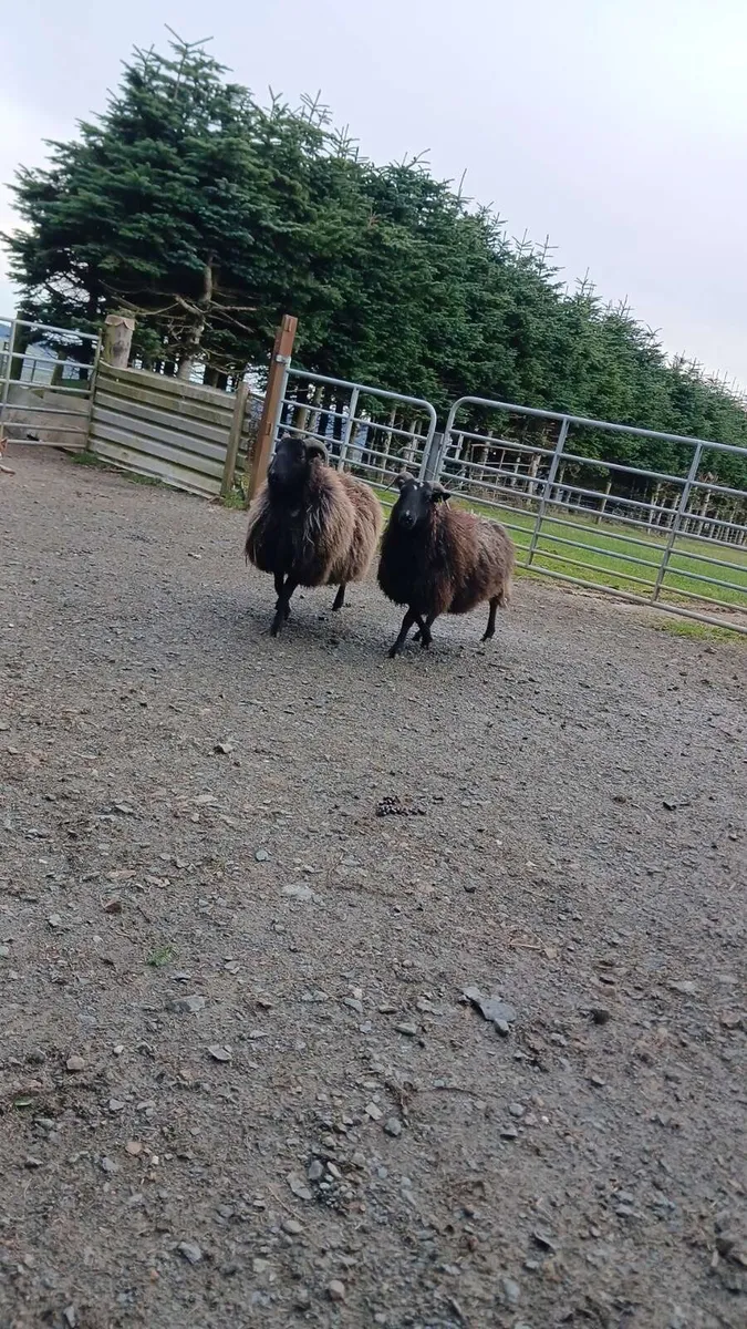 Good 2 year old and one 4 year old ewe for sale - Image 1