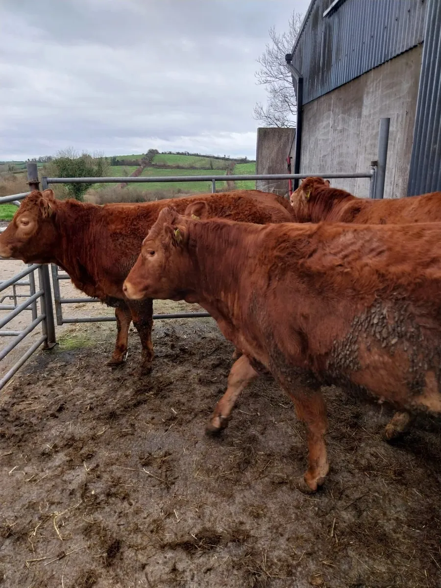 Heifers - Image 3