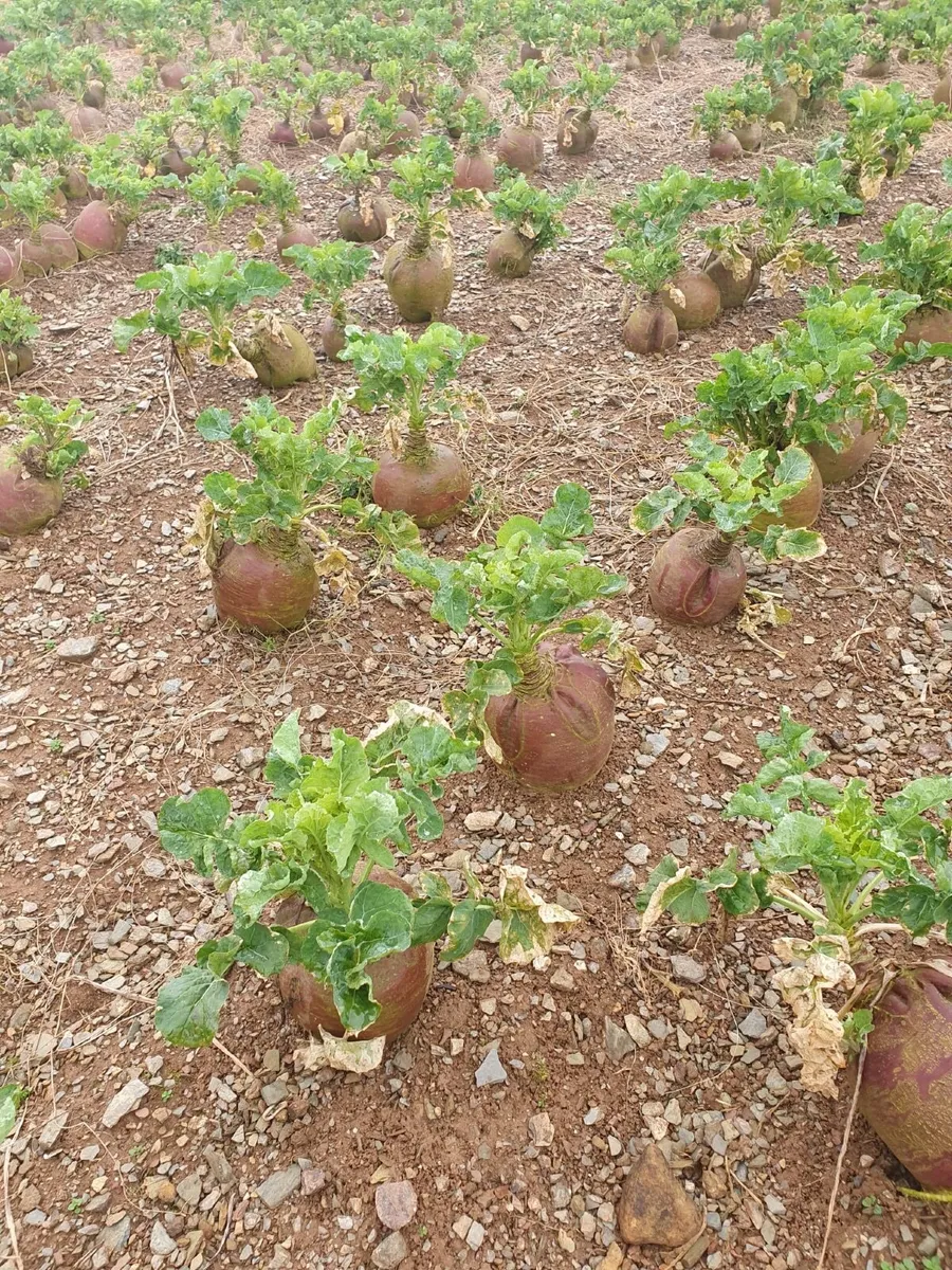 Turnips - Image 4