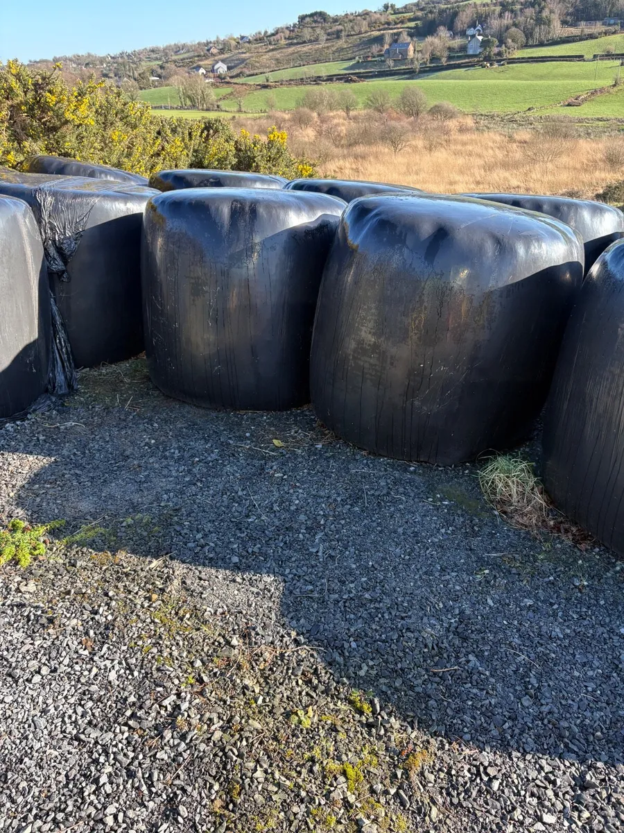 Round bales of silage