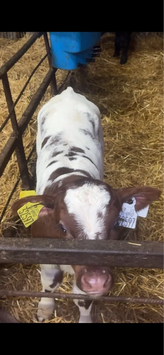 Shorthorn Bulls and Heifers - Image 1