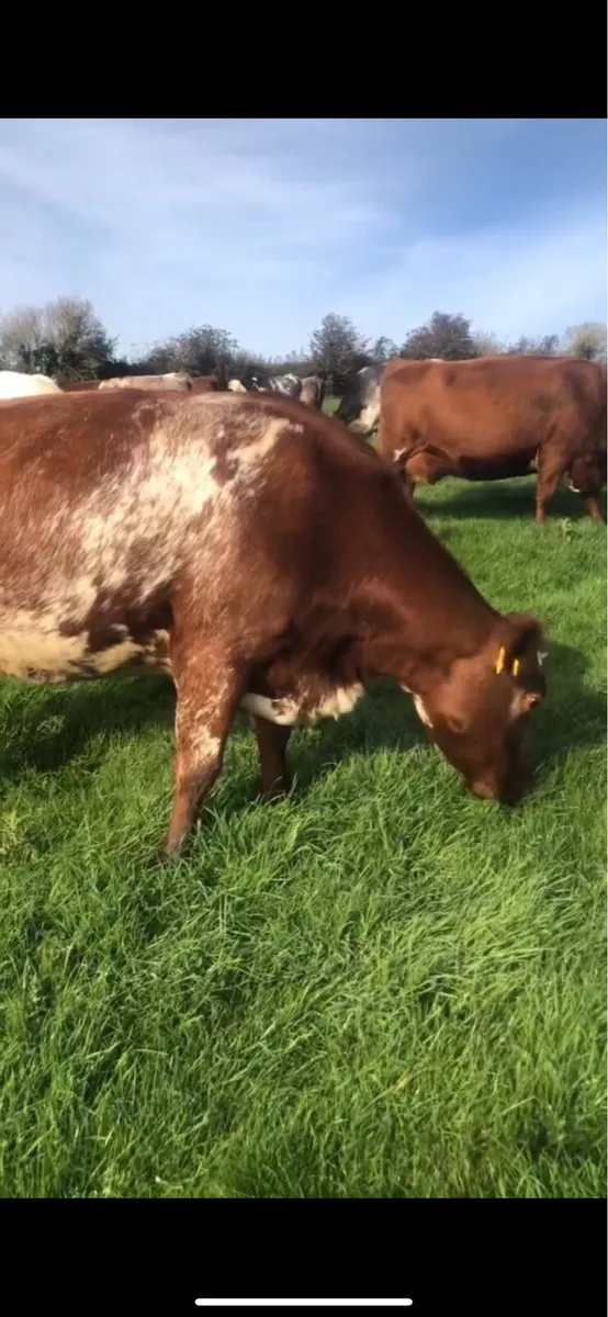 Shorthorn Bulls and Heifers - Image 3
