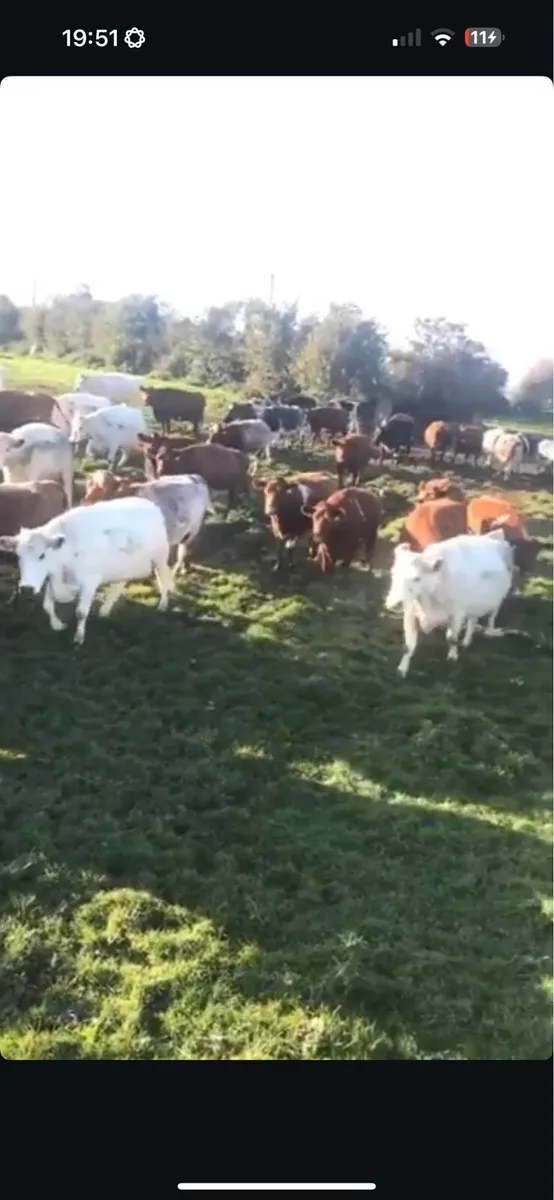 Shorthorn Bulls and Heifers - Image 4