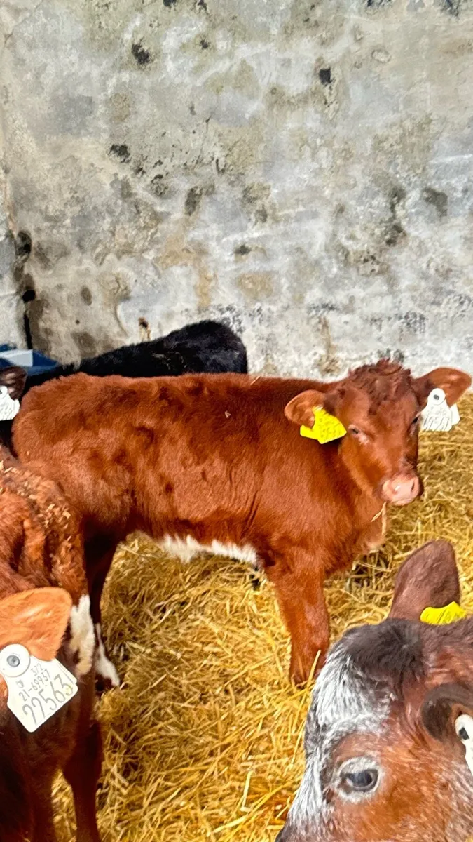 Shorthorn Bulls and Heifers - Image 2