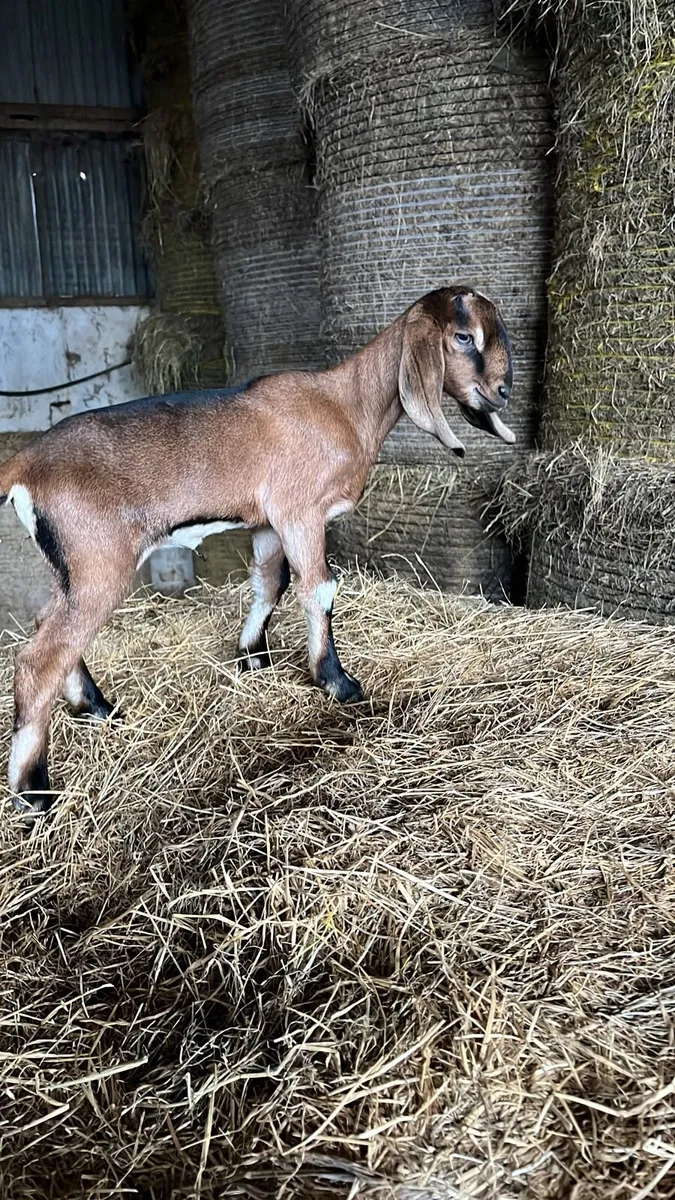 Nubian Goats - Image 1
