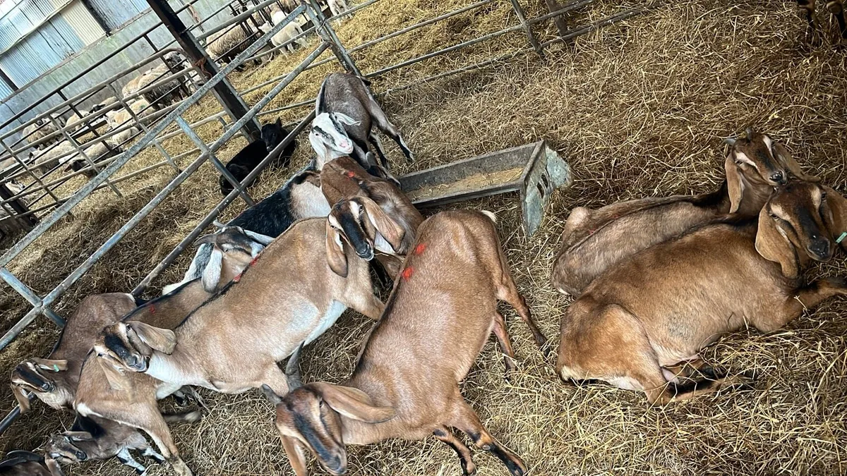 Nubian Goats - Image 2
