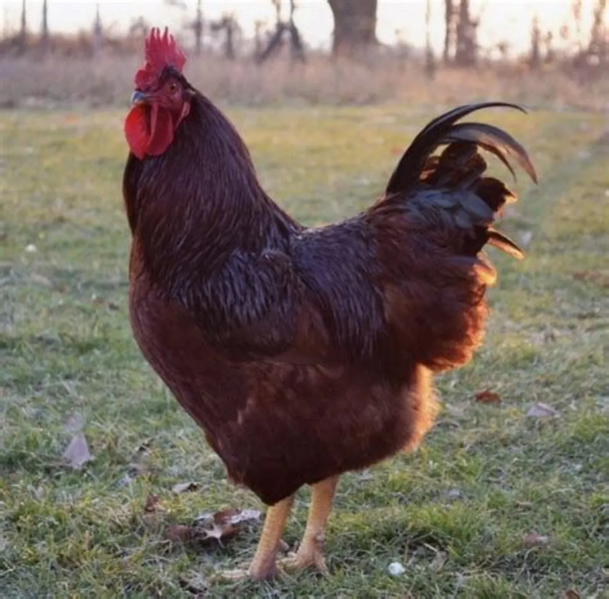 Heirloom Rhode Island Red Rooster