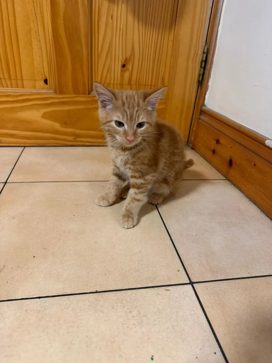 Ginger tabby kitten