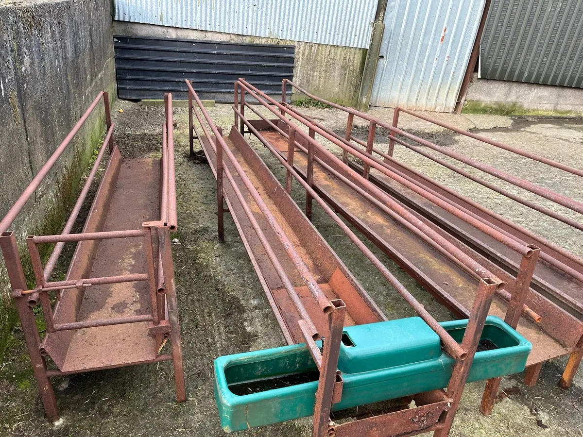 Sheep Walk Through Troughs - Image 2