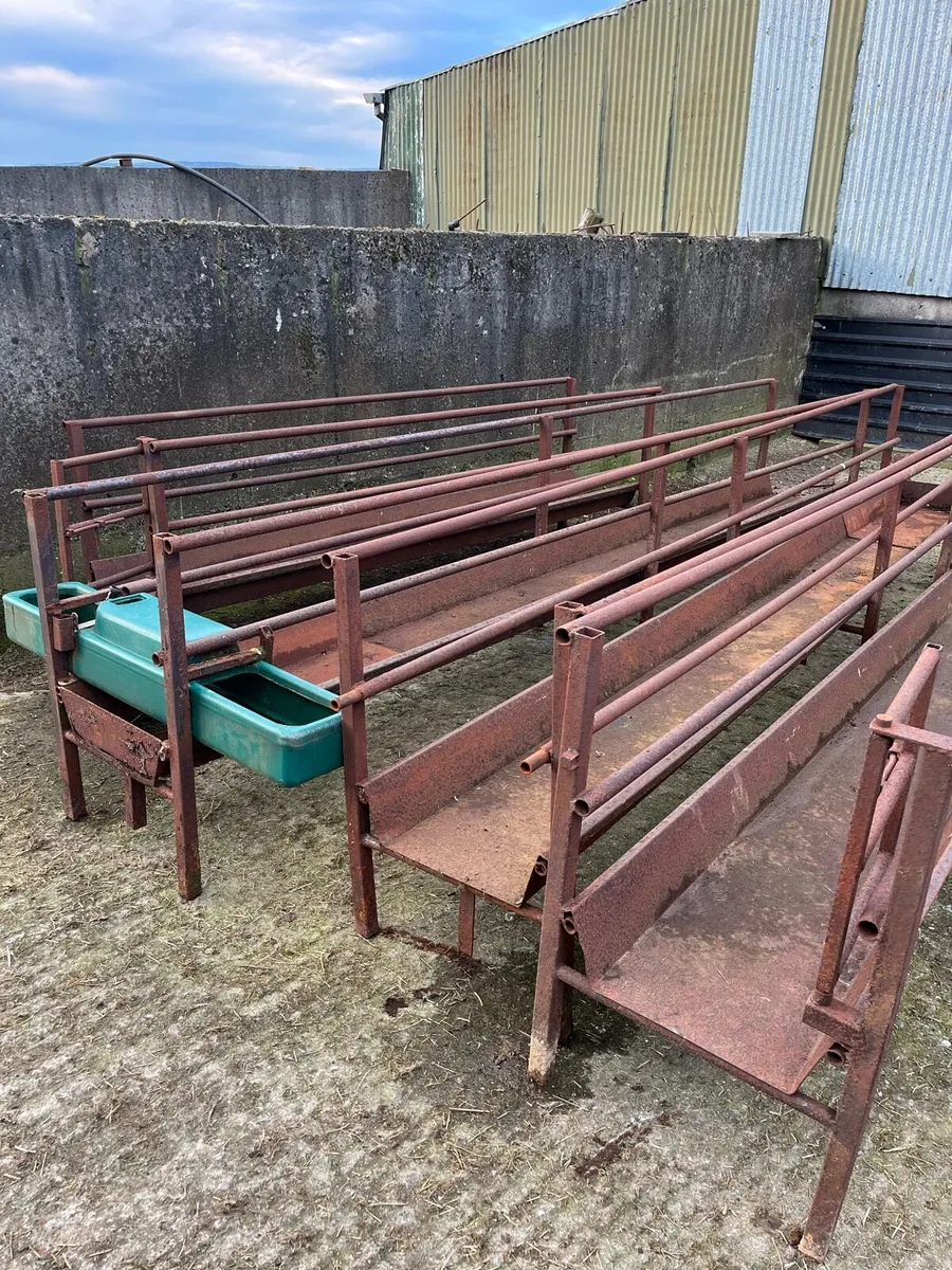 Sheep Walk Through Troughs - Image 1