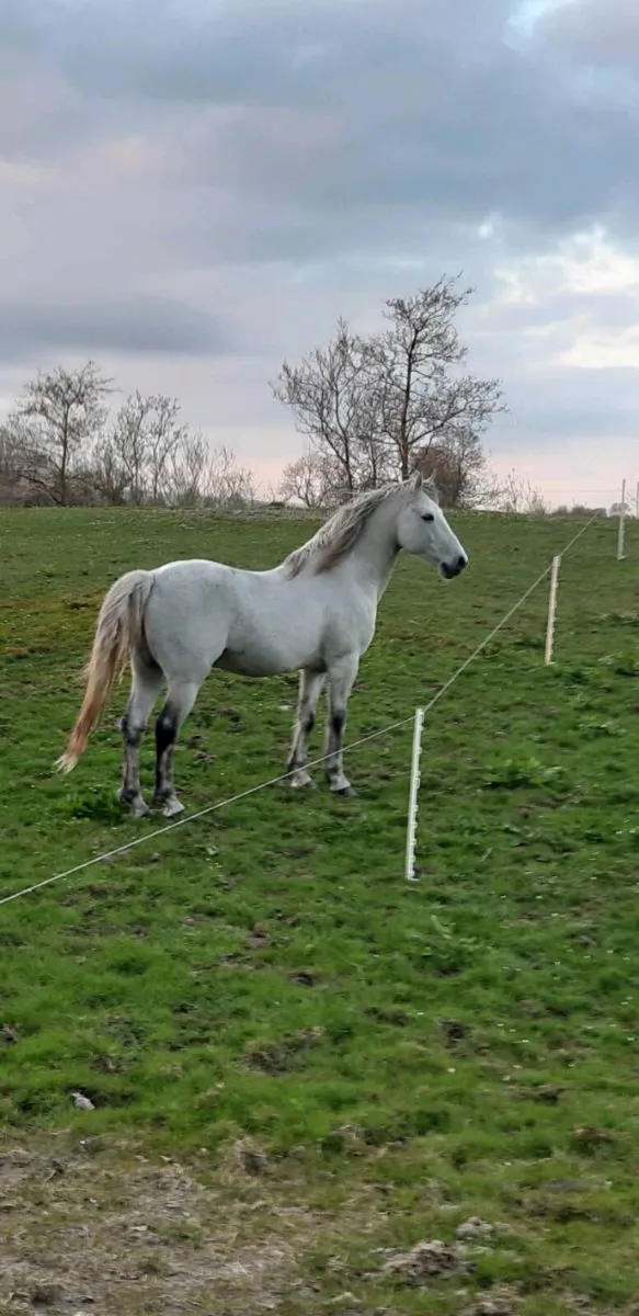 For Sale Class 1 Connemara Stallion - Image 3