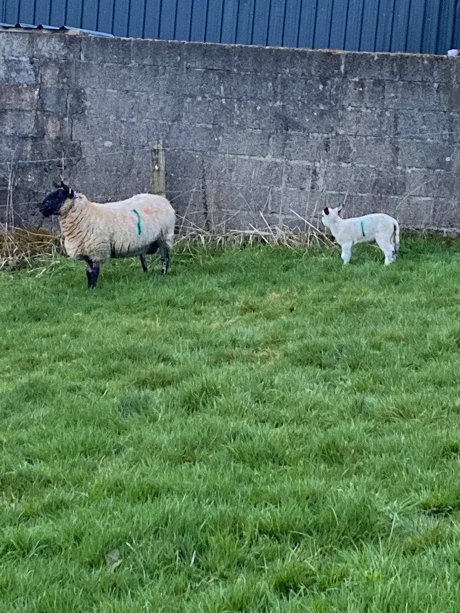 Ewes with lambs - Image 2