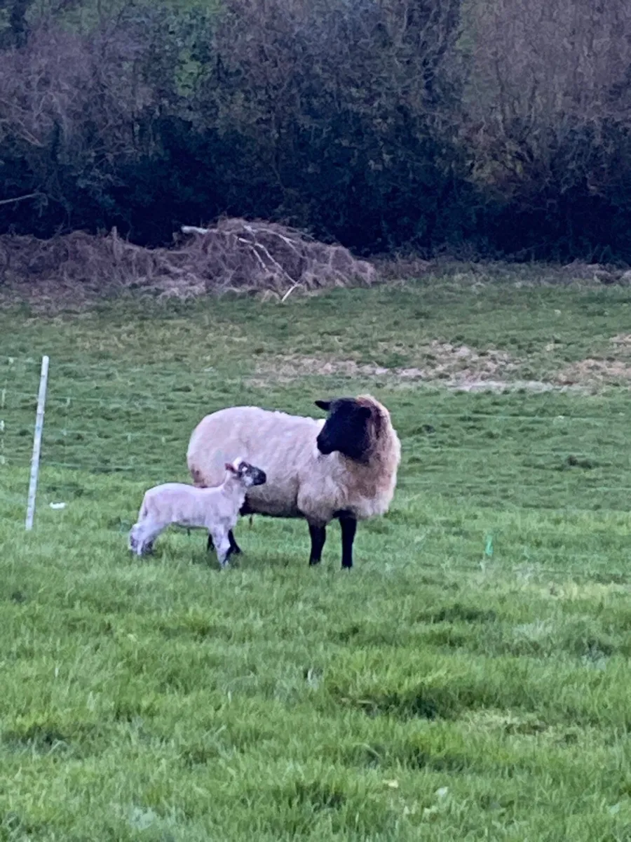 Ewes with lambs - Image 3