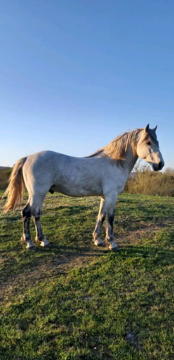 For Sale Class 1 Connemara Stallion - Image 4