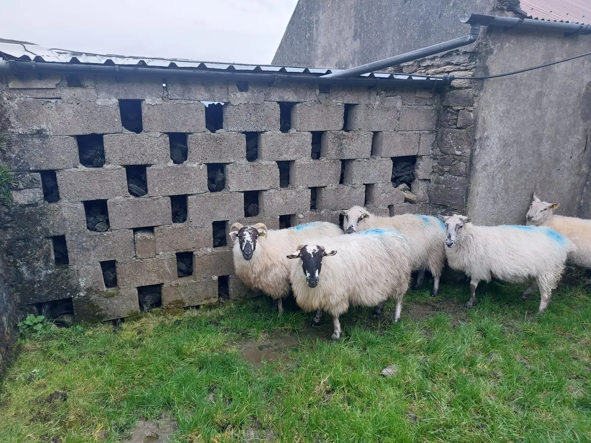 Sheep in lamb for sale - Image 2