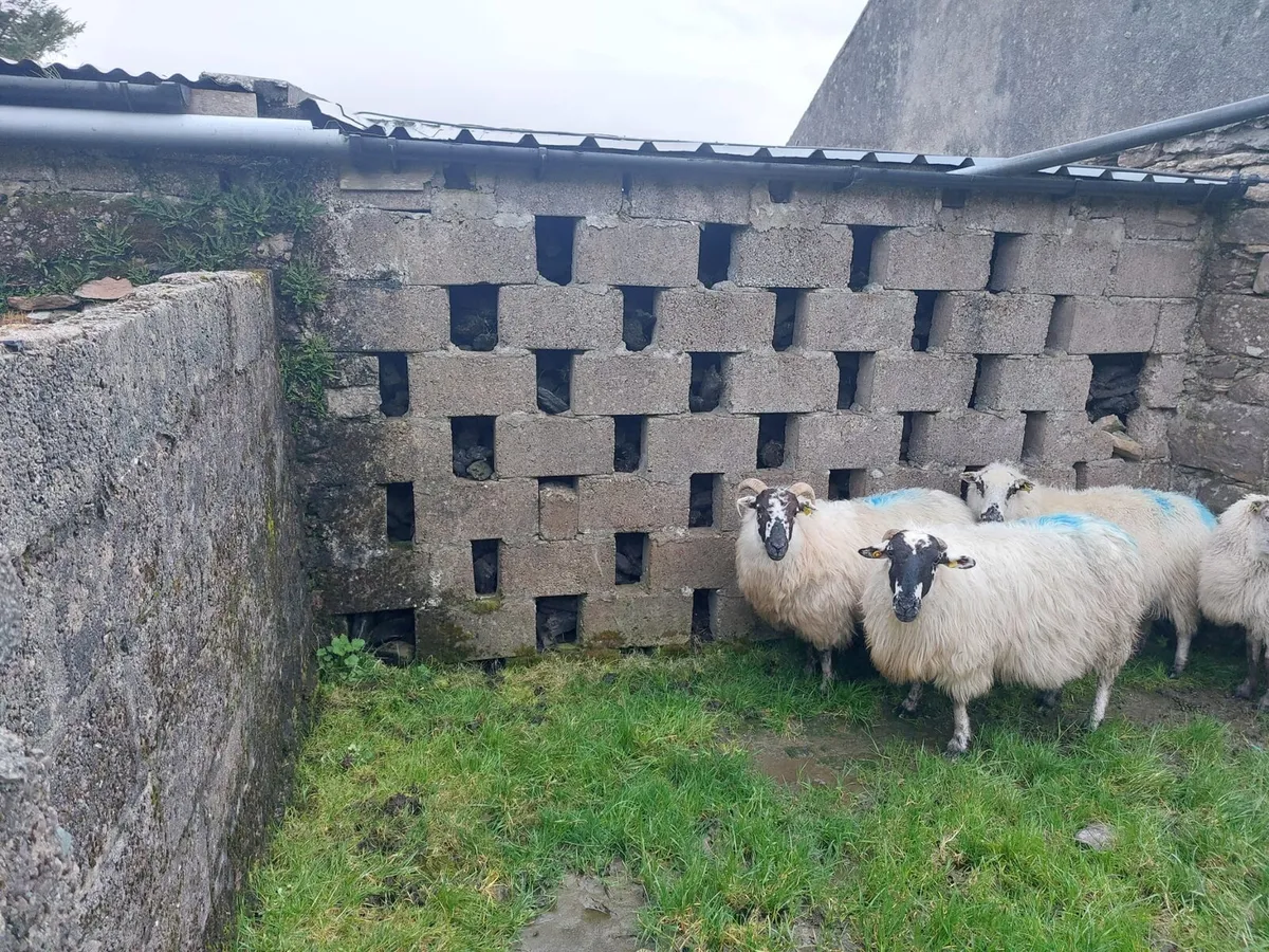 Sheep in lamb for sale - Image 3