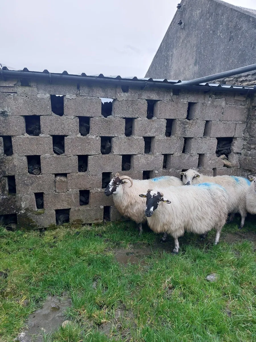 Sheep in lamb for sale - Image 4
