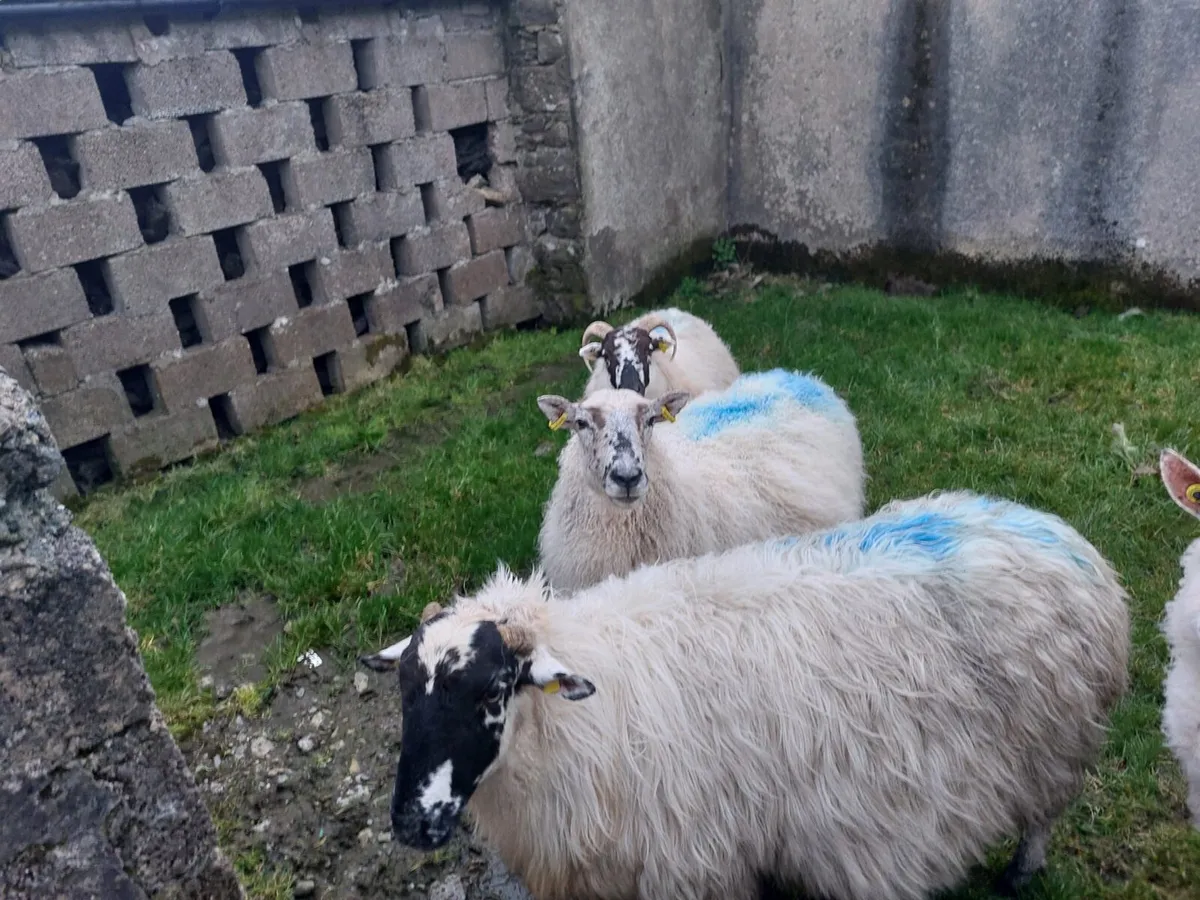 Sheep in lamb for sale - Image 1