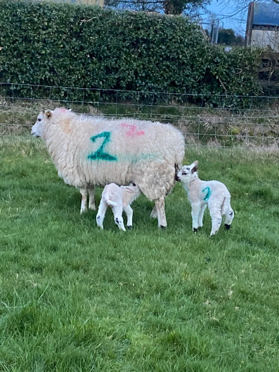 Ewes with lambs - Image 4
