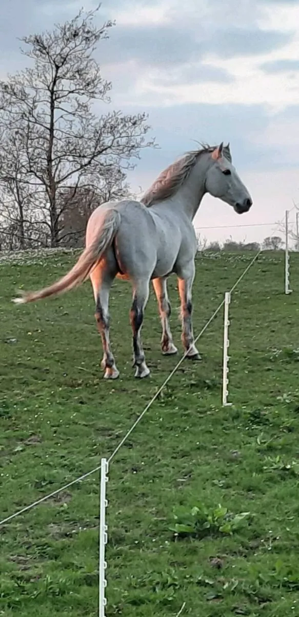 For Sale Class 1 Connemara Stallion - Image 1