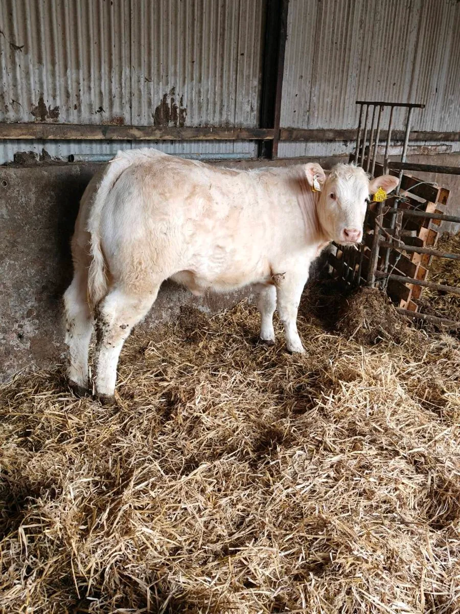 Show heifer - Image 1