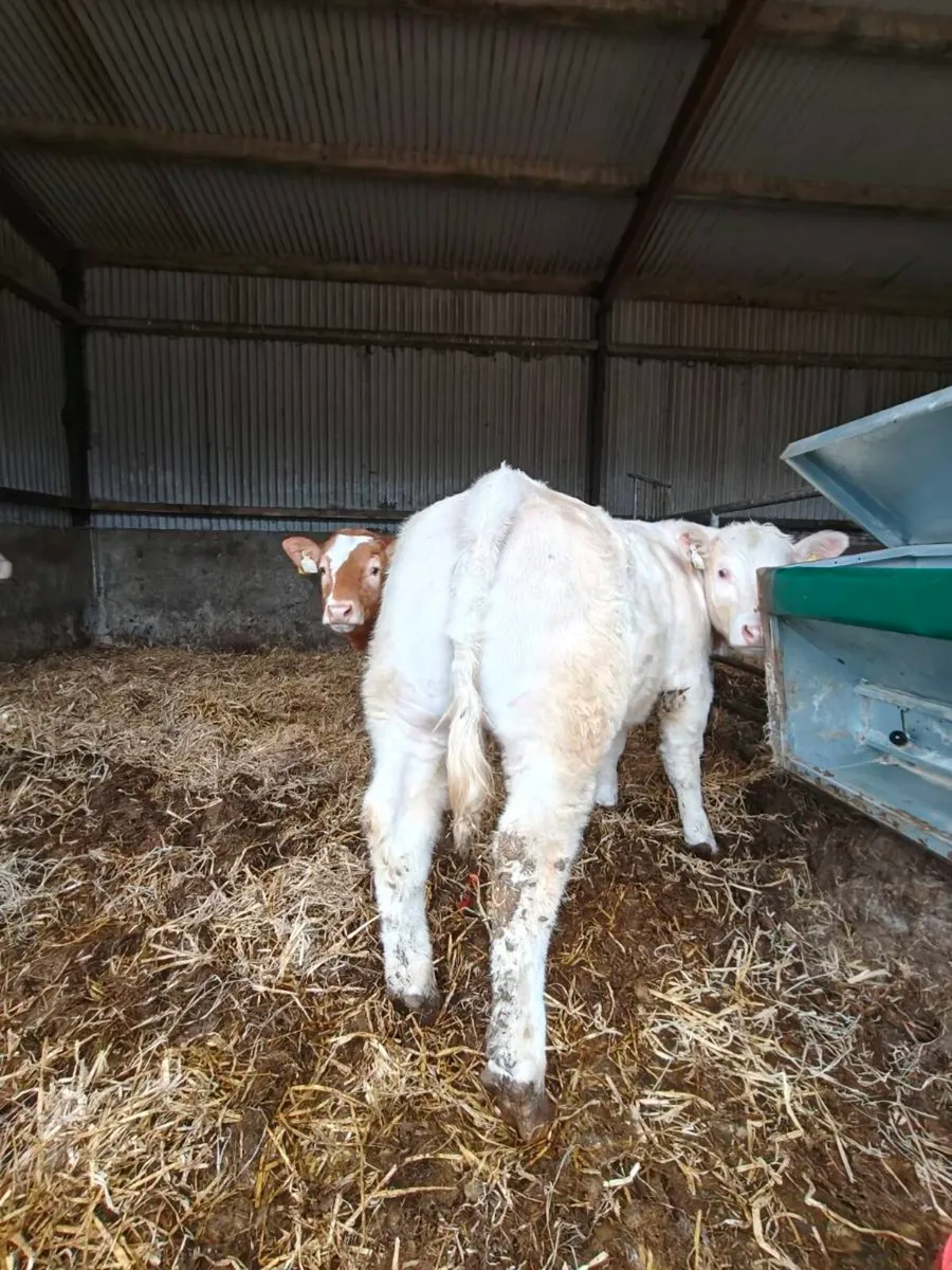 Show heifer - Image 3